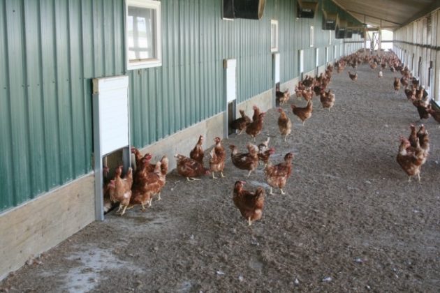 BC Egg introduces standards for free-range eggs - Canadian Poultry ...