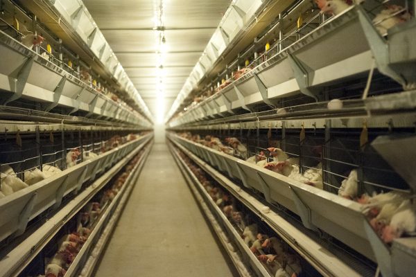 U.K.'s largest egg producer commits to going cage-free by 2025 ...