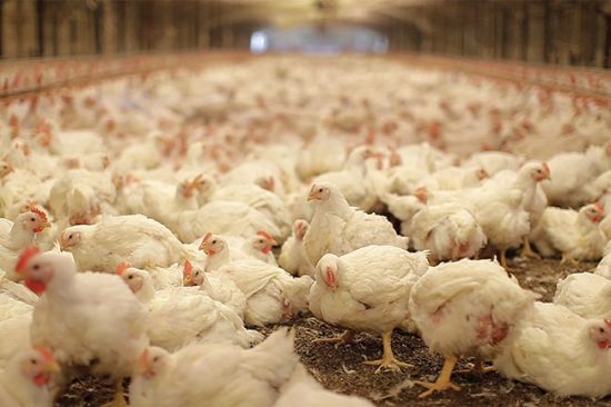 Global broiler trends - Canadian Poultry MagazineCanadian Poultry Magazine