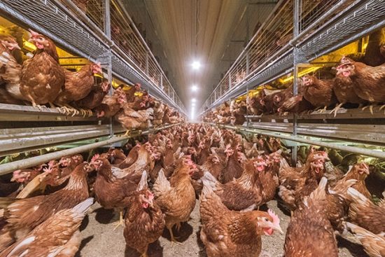 Download Ventilating free-run layer barns - Canadian Poultry ...