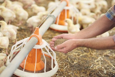 antibiotics poultry weighing replaces