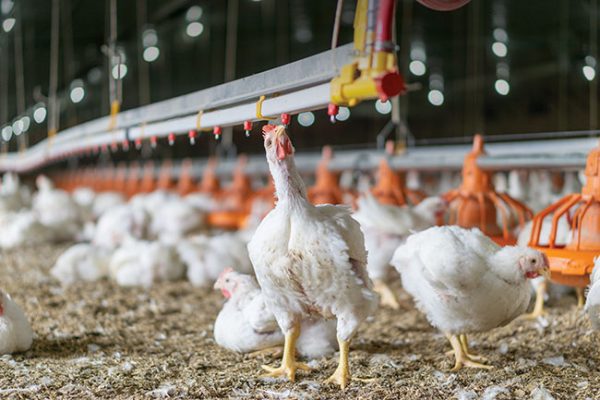 The Living World Inside Poultry Barn Water Lines Canadian Poultry Magazinecanadian Poultry 5826