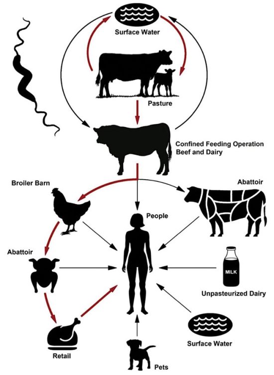 Clamping down on Campylobacter - Canadian Poultry MagazineCanadian ...