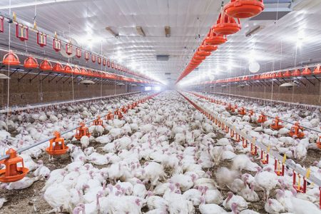 Blackhead disease a challenge for turkey industry - Canadian Poultry ...