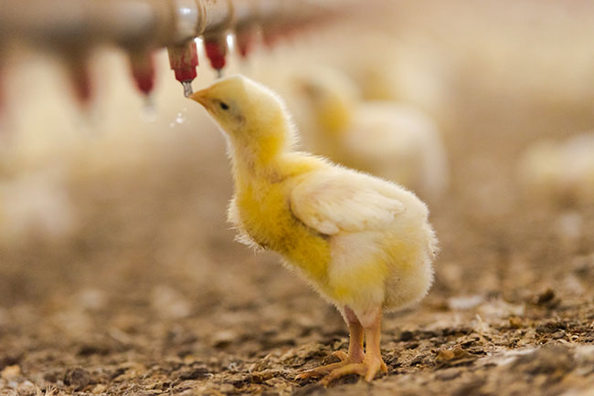 Webinar Series Wrap-up: Combatting poultry plagues - Canadian Poultry ...