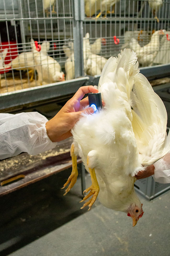 New Device Provides A Revealing Look At Laying Hens - Canadian Poultry ...